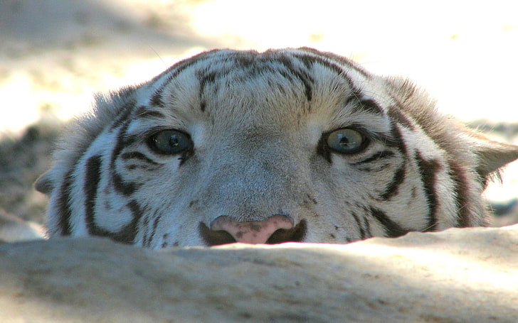 белый тигр, тигр, морда, камень, глаза, хищник, HD обои