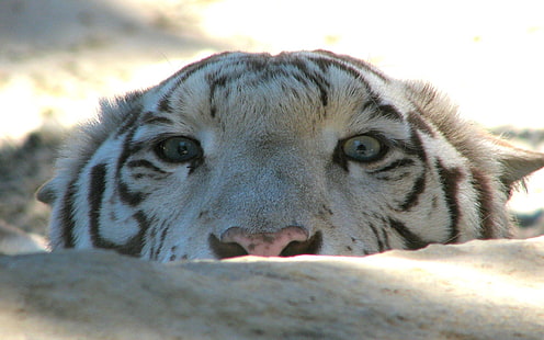 белый тигр, тигр, морда, камень, глаза, хищник, HD обои HD wallpaper