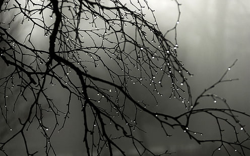 gloomy, water drops, branch, gray, wet, HD wallpaper HD wallpaper