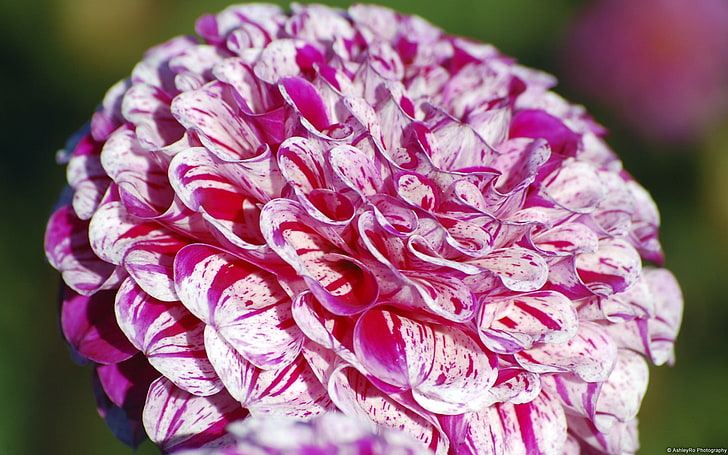 Marble Ball Dahlia-Windows 10 HD Wallpaper, fotografi close-up bunga petaled merah muda, Wallpaper HD