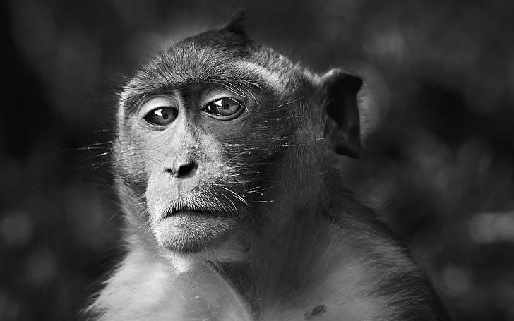 escala de cinza de macaco, macaco, rosto, olhos, preto e branco, HD papel de parede