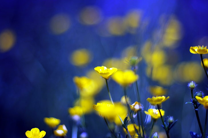 yellow flowers, flowers, blue, background, yellow, Buttercups, HD wallpaper