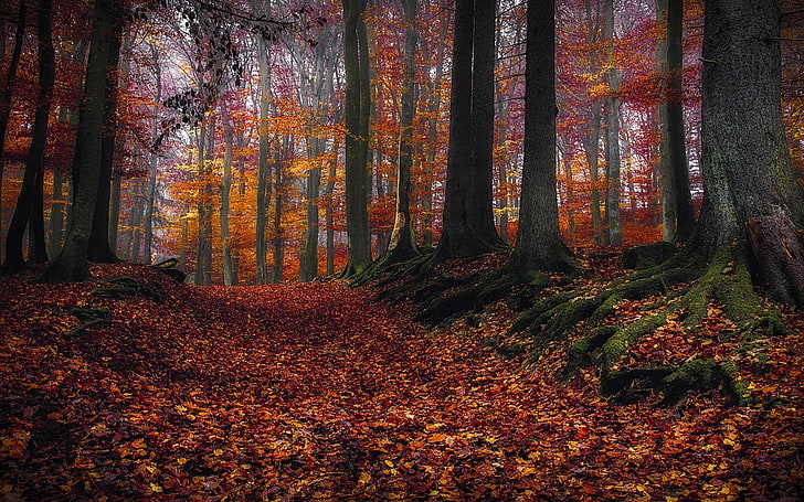 Fall, forest, landscape, leaves, moss, nature, path, roots, Trees, HD wallpaper