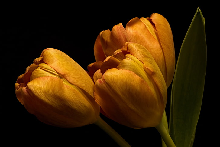 tulips, flowers, plants, HD wallpaper