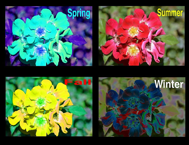 Dört mevsim, sonbahar, ilkbahar, kış, yaz, HD masaüstü duvar kağıdı