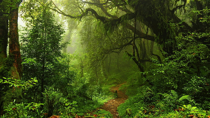 pathway in forest with fogs, summer forest, 5k, 4k wallpaper, green, trees, leaves, grass, HD wallpaper