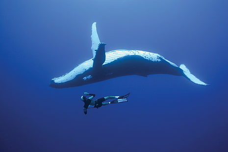 Животное, Кит, Дайвер, Горбатый кит, HD обои HD wallpaper