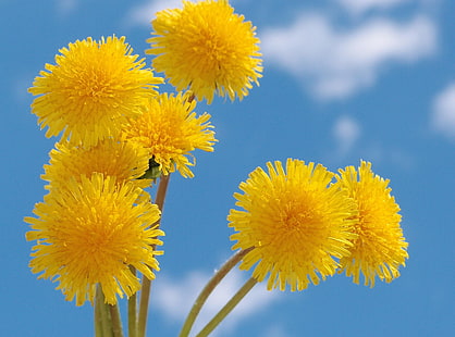 yellow dandelion flowers, dandelions, flowers, yellow, fluffy, sky, HD wallpaper HD wallpaper