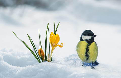 Ptaki, sikorki, ptaki, krokusy, kwiaty, śnieg, przyroda, Tapety HD HD wallpaper