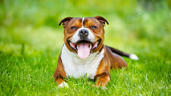 perro, raza canina, hierba, hocico, bull terrier de staffordshire, Fondo de pantalla HD HD wallpaper