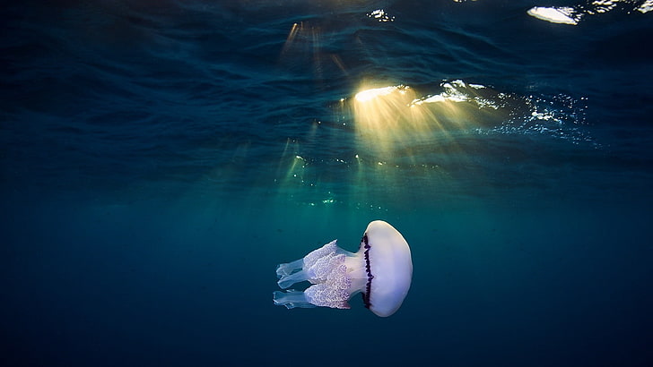 medusas, bajo el agua, animales, rayos del sol, Fondo de pantalla HD