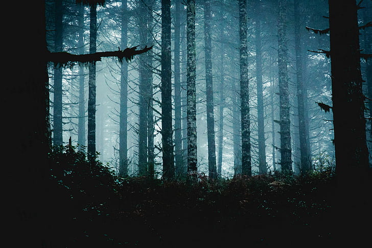 Wald, wild lebende Tiere, HD-Hintergrundbild