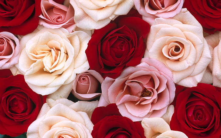 Fragrant Roses, white, pink and red rose flowers, fragrant, roses, HD wallpaper