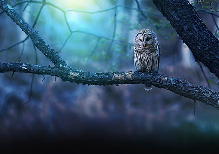 animals, owl, nature, birds, HD wallpaper HD wallpaper