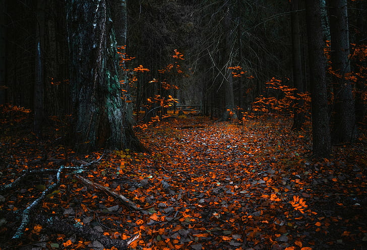 Trees, Leaves, Fall, Nature, orange leaves on the forest, trees, leaves, fall, nature, HD wallpaper
