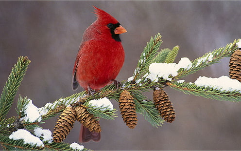 Прекрасен мъжки кардинал през зимата, птици, животни, зима, кардинали, HD тапет HD wallpaper
