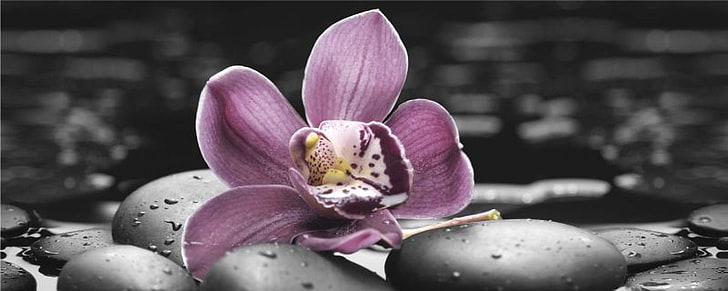 Orchid and stones, Spa, Drops, Flowers, Stones, Orchids, HD wallpaper