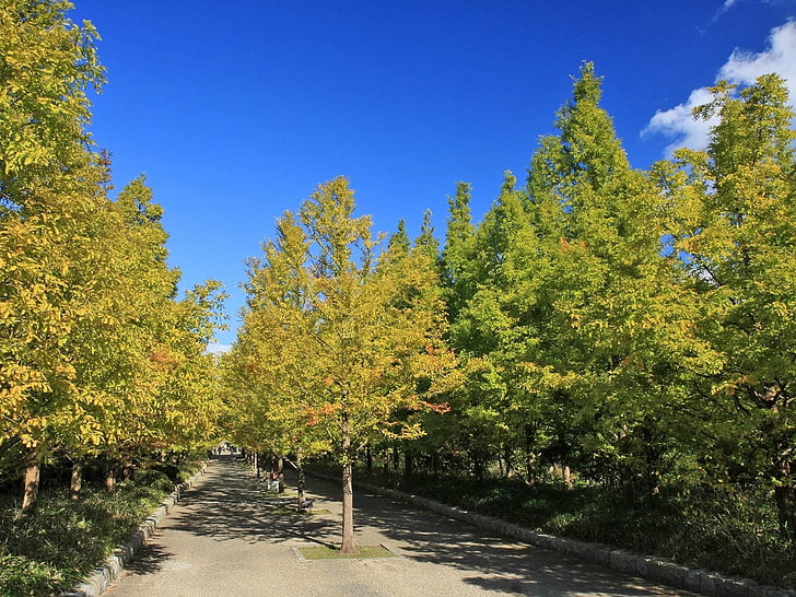 grünblättrige Bäume, Bäume, Herbst, Straße, HD-Hintergrundbild