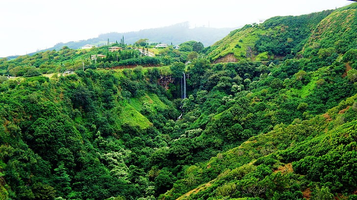 حقل العشب الأخضر والبني ، هاواي ، ماوي ، الغابات الاستوائية ، المناطق الاستوائية ، أشجار النخيل ، الشاطئ، خلفية HD