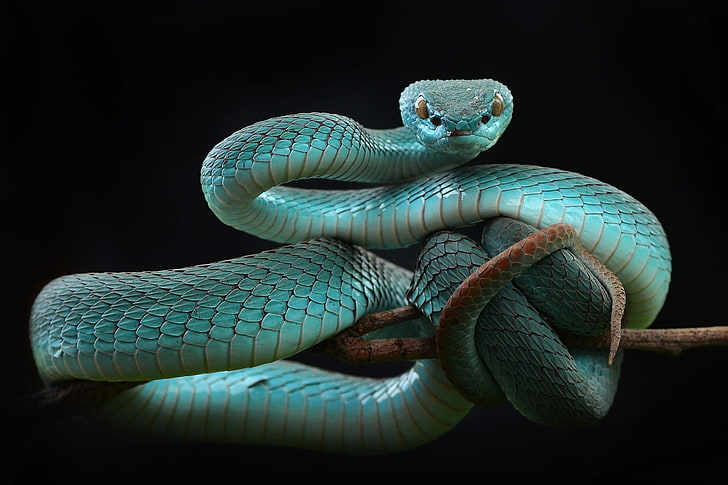 ular abu-abu, binatang, ular, reptil, Wallpaper HD