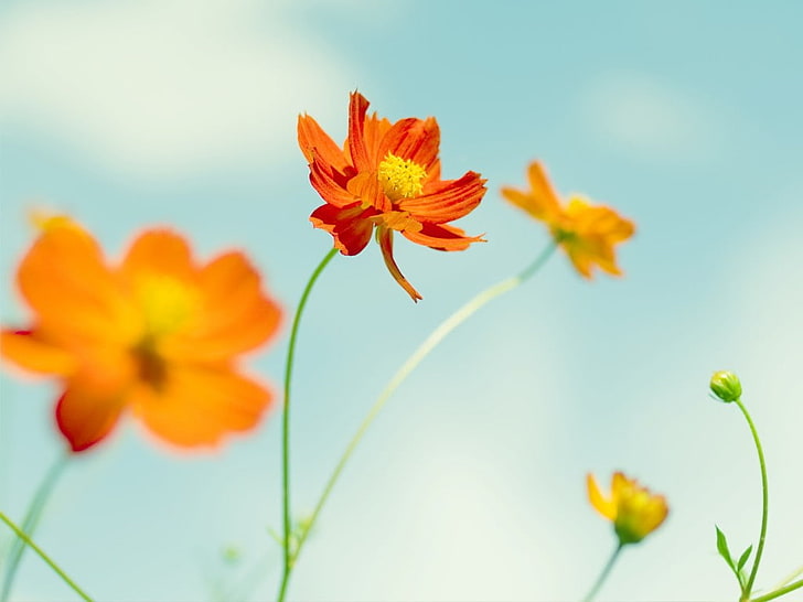 bunga, kuning, oranye, langit, hijau, Kosmos (bunga), bunga oranye, tanaman, Wallpaper HD