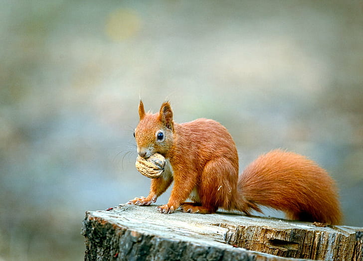 brown Squirrel, Posing, nut, brown, Sciurus vulgaris, Wiewiórka, Eurasian red squirrel, squirrel, animal, mammal, rodent, wildlife, nature, cute, eating, outdoors, fur, HD wallpaper