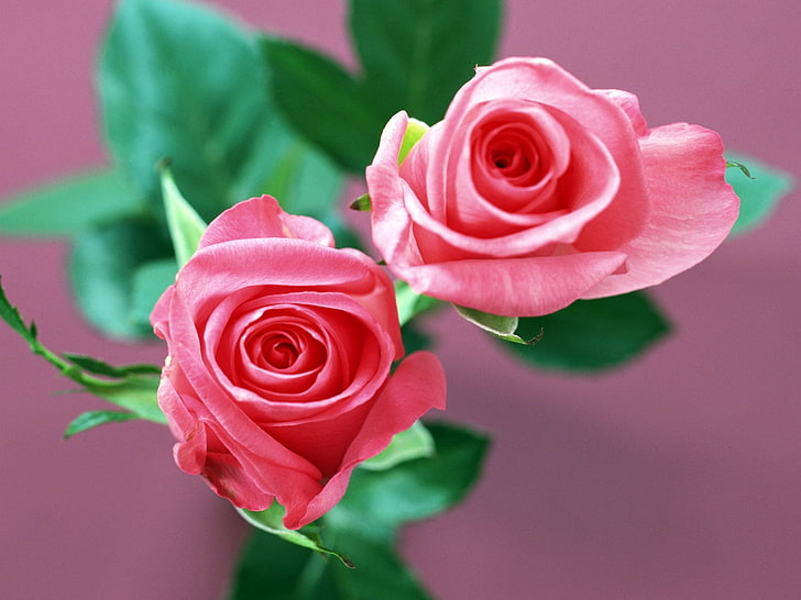 две розовые розы, розы, цветы, пара, бутоны, размытость, HD обои