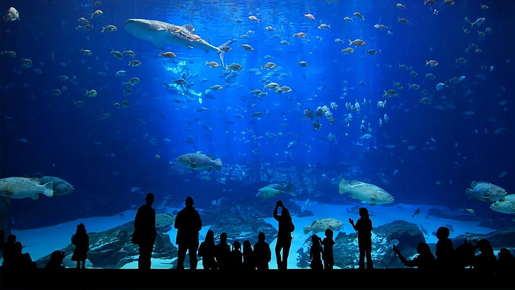 cardumen de peces, bajo el agua, silueta, peces, acuarios, tiburones, Fondo de pantalla HD