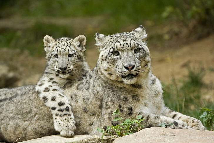Snow Leopard, iki beyaz ve siyah kaplamalı leopar, leopar, kedi, büyük kedi, hayvan, hayvanlar, HD masaüstü duvar kağıdı