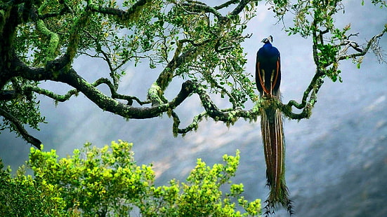 Pfau, Bäume, Tiere, Vögel, HD-Hintergrundbild HD wallpaper