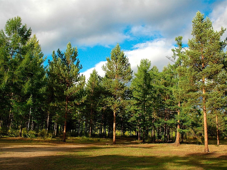 grünblättriger Baum, Holz, Bäume, Nadelbaum, Sibirien, HD-Hintergrundbild