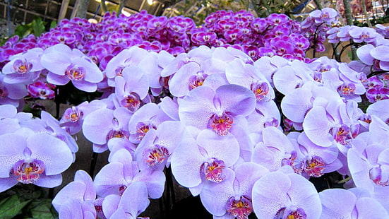 Schöne Orchideen, weiß-lila Orchideen, lila, Orchideen, schön, Blumen, Natur und Landschaften, HD-Hintergrundbild HD wallpaper