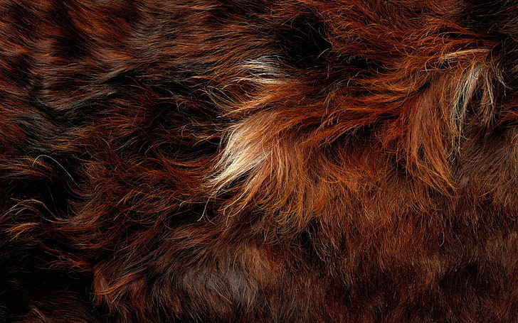 brown and beige fur, fur, wool, long-haired, spotted, HD wallpaper
