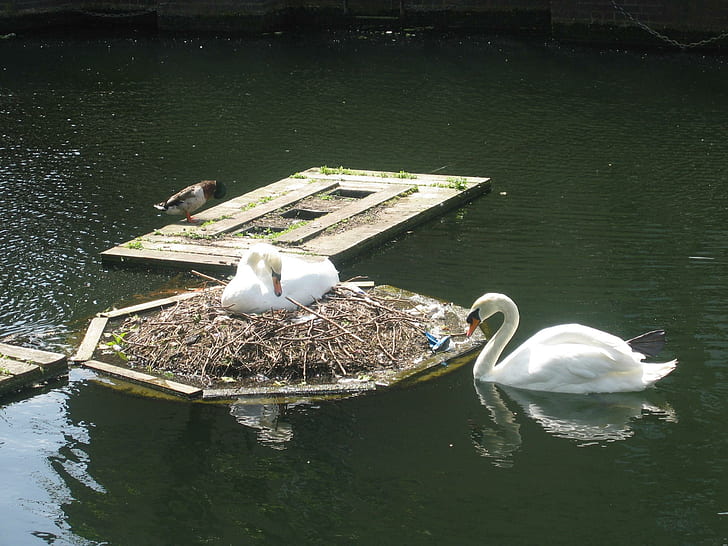 Swans On The River, cigni, fiume, fotografia, legno, bianco, 3d e astratto, Sfondo HD