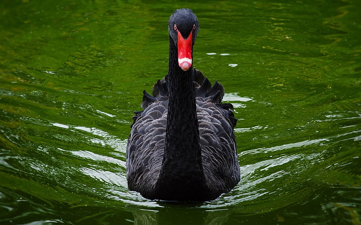 Cisne negro, pato preto, animais, pássaros, água, verde, preto, cisne, HD papel de parede