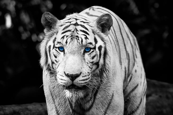 tiger with blue eyes in grayscale photography, tiger, Color Key, Week, Eye Of The Tiger, Tiger  tiger, blue eyes, grayscale, photography, Singapore, Robocup, Asia, travel, Skyline, Zoo, photos, urban, amazing, awesome, stunning, charming, fabulous, wedding, Nikon, metropolis, city, international, light, divine, art, gorgeous, d3s, style, music, D90, HDR, Photomatix, Tokyo  Japan, observation, watch, elevator, skyscraper, bay, ship, harbor, Rainbow, clouds, sky, World, Hong Kong, England, London, Hamburg, Paris  New York, Tiger, Zebra, Monochrome, black and White, contrast, トラ, Bengal tigers, animal, Lion, cat, wildlife, carnivore, mammal, undomesticated Cat, nature, animals In The Wild, bengal Tiger, large, danger, feline, HD wallpaper