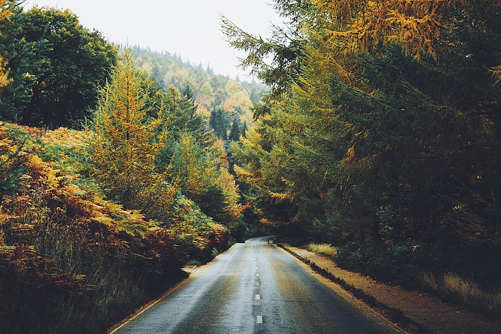 Landschaft, Autobahn, Pflanzen, Bäume, Fotografie, HD-Hintergrundbild