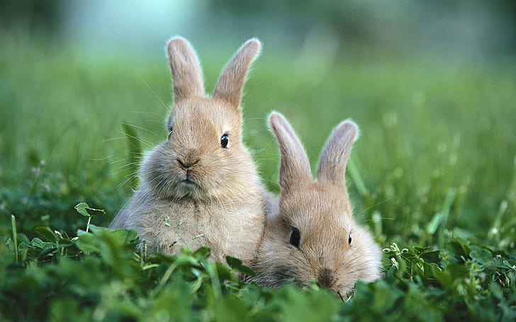 Зайче заек HD, два кафяви и бели зайци, животни, заек, зайче, HD тапет