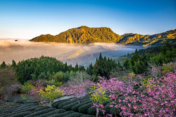 foresta, alberi, montagne, Sakura, Taiwan, piantagione di tè, Уезд Цзяи, Contea di Chiayi, Sfondo HD