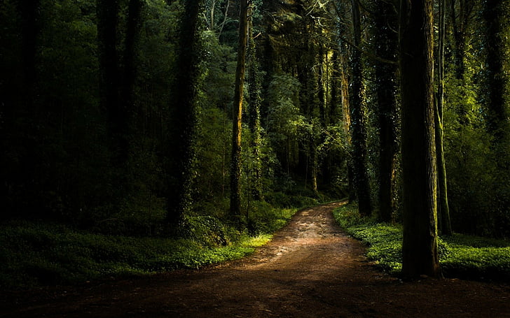 Man Made, Path, Dark, Forest, Green, Nature, Tree, HD wallpaper |  Wallpaperbetter