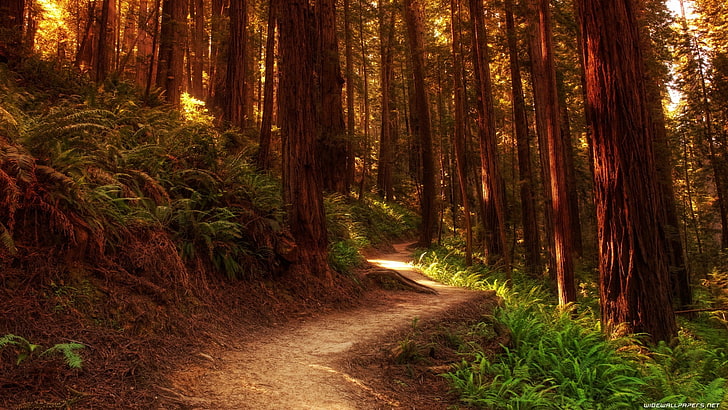 brown trees, forest, nature, trees, path, HD wallpaper