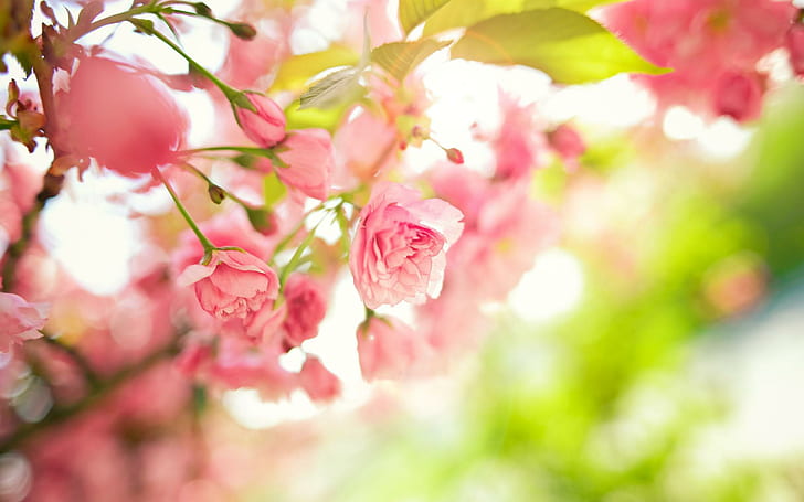 Ветви деревьев Розовые цветы Листья Весна Макрос Обои Фоновые изображения,  HD обои | Wallpaperbetter