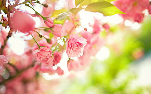فروع الشجرة ، الزهور الوردية ، أوراق الربيع ، ماكرو ، صور خلفية سطح المكتب ، الزهور ، الخلفية ، الفروع ، سطح المكتب ، الصور ، الأوراق ، الماكرو ، الوردي ، الربيع ، الشجرة، خلفية HD HD wallpaper