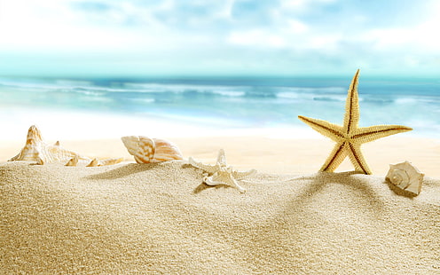 пляж, песок, морская ракушка, HD обои HD wallpaper
