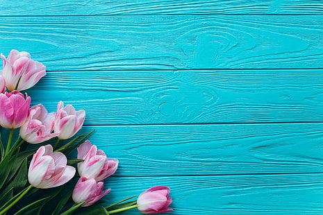  flowers, Spring, Tulips, Background, HD wallpaper HD wallpaper