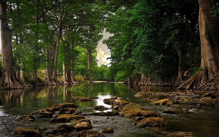 деревья, река, корни, лес, вода, природа, пейзаж, HD обои