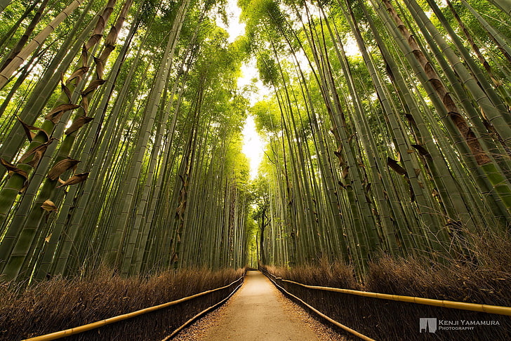 the sun, bamboo, grove, path, photographer, Kenji Yamamura, HD wallpaper