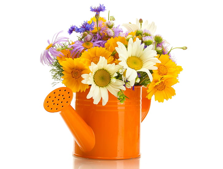 زهور بليس ، أزهار ، زهرة الذرة ، بابونج ، بيليس، خلفية HD