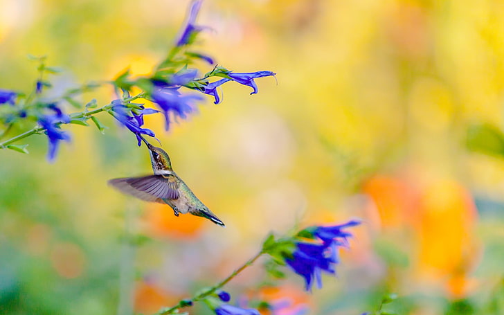 Hungriger Kolibri, Inkakolibri, Tiere, Vögel, Tier, Blume, Blau, Vogel, Kolibri, HD-Hintergrundbild