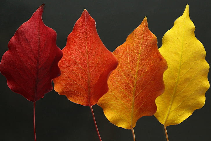 four tree leaves, Autumn Colors, tree, leaves, autumn  fall, color  red, red  orange, yellow, colorful, Bradford pear, leaf, veins, Callery Pear, Pyrus calleryana, Rosaceae, autumn, nature, season, plant, red, close-up, backgrounds, orange Color, HD wallpaper